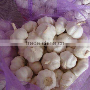 fresh pure white garlic