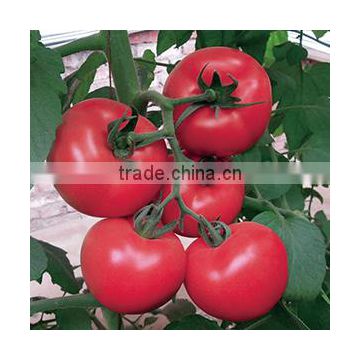 2016 Hybrid High yield disease-resistant Tomato seeds for growing- Tian Bao 338