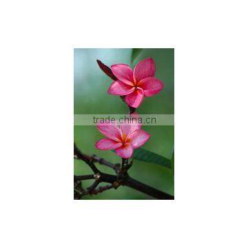 Red Flower Plumeria Rubra L. Cv. Acutifolia