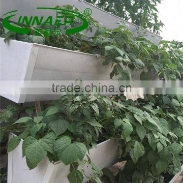 High quality pepper plant slot for Vegetable