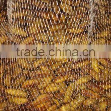 Pollock Fish is a Fish Frozen Silkworm Chrysalis photo-3