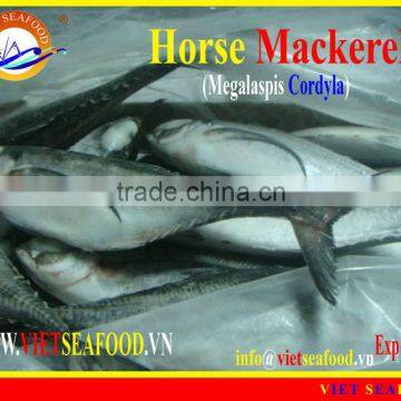 FROZEN W/R HORSE MACKEREL