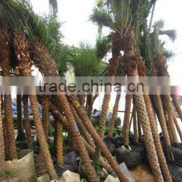 Phoenix Roebelenii photo-3