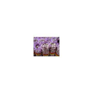 5cm China Garlic