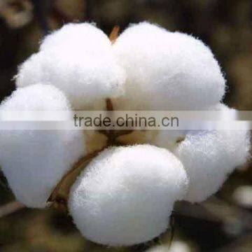 Wholesale High Quality Cheap Pakistan Raw Cotton