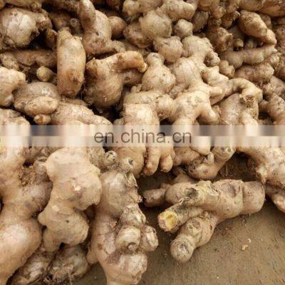 Fresh Ginger from Vietnam