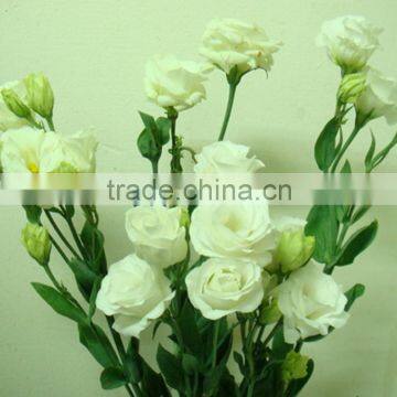 Natural useful muti-colored eustoma