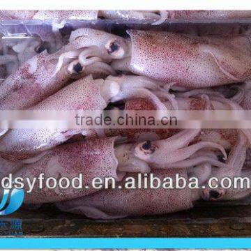 Frozen clean and fresh Fuzhou squid