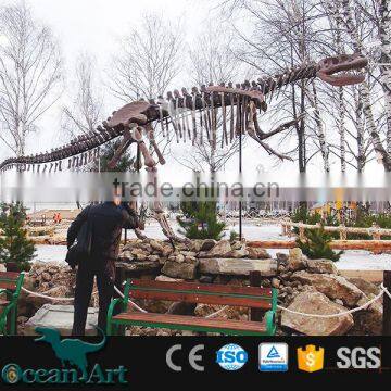 OAV2413 high quality dinosaur skeleton model