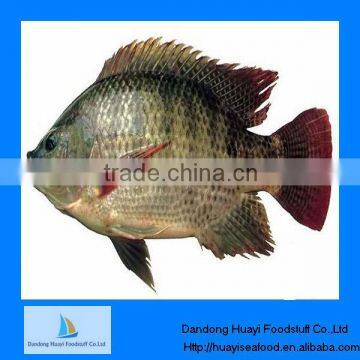 Supply WR fish frozen best tilapia