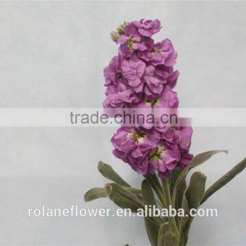 Hight Quality Cut Fresh Violet Flowers Wholesale photo-5