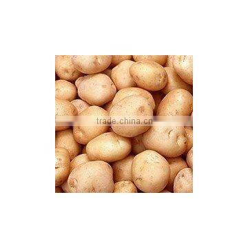 Fresh Potato DALL0000060