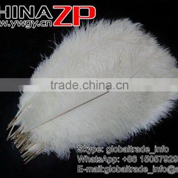 CHINAZP Trade Assurance Gold Supplier Size Frcom 20inch to 22inch White Ostrich Feather for Wedding Centerpiece photo-3