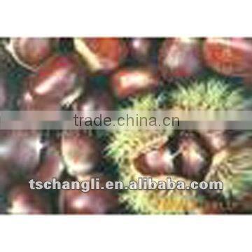 fresh chinese chestnut