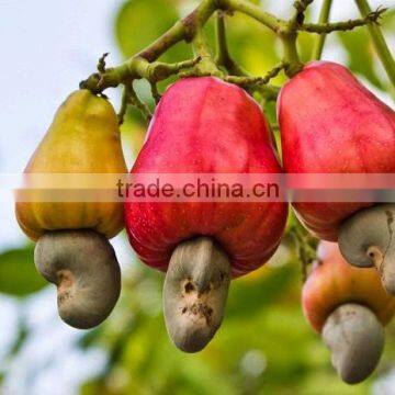 VietNam Cashew Nut Kernel WW 320 photo-3