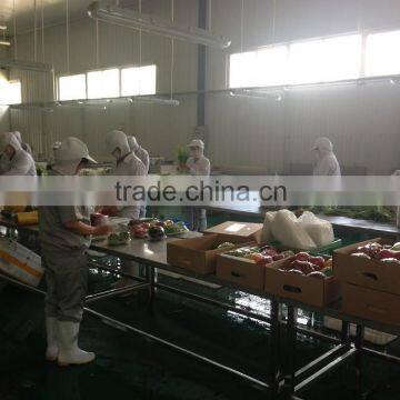 Fresh Radicchio photo-4