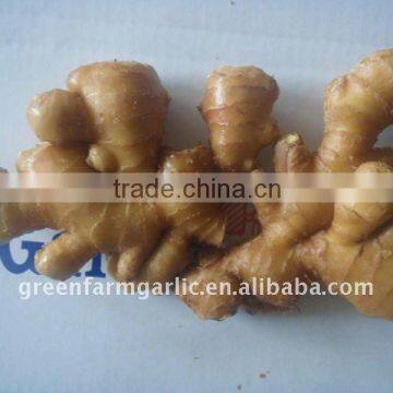 Shandong Fresh Ginger,Yellow Ginger