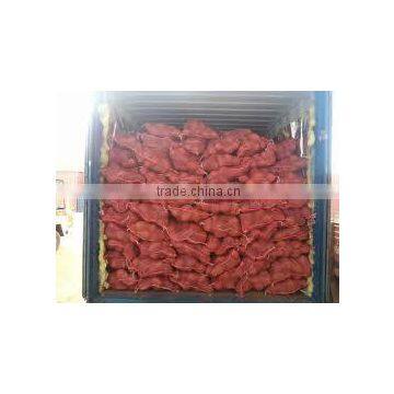 Fresh Indian Coconut in Semi Husked photo-6