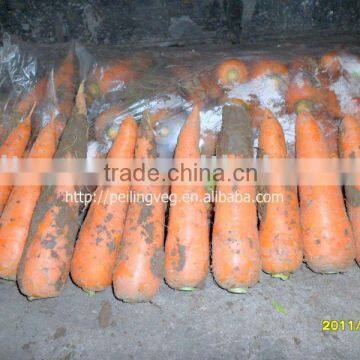 2011sanhong red fresh carrot