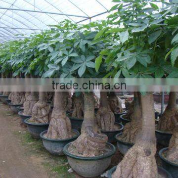 Pachira macrocarpa of indoor outdoor ornamental bonsai plants