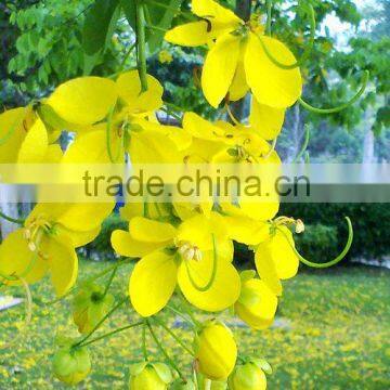 Cassia Fistula