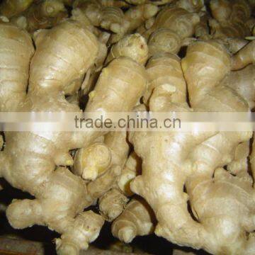 Fresh mature fat ginger