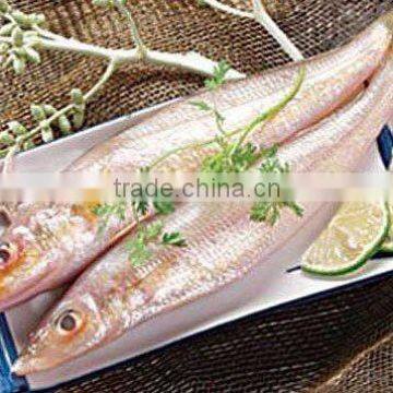 Fresh Hot Sale Frozen Sea Fish for Sale