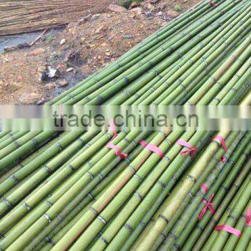 green plastic coated bamboo artificial exercise weighted bamboo poles