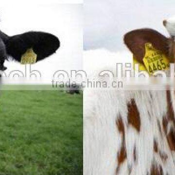 Uhf RFID Livestock Long Range Ear Tag for Cow Cattle Tracking Farm Management photo-4