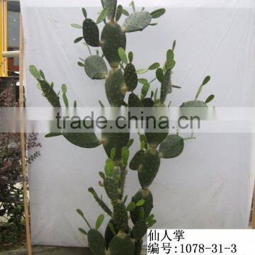 Fake Artificial Plastic Cactus Ball photo-5