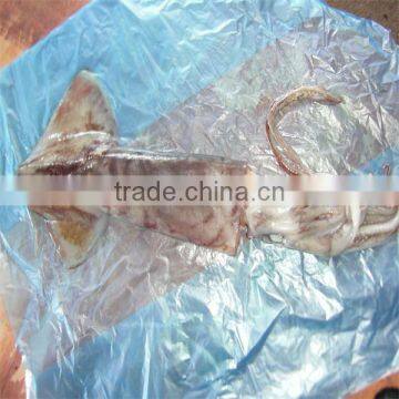 seafood and cooked frozen squid for sale