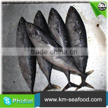 Hot Selling Fat Content 16%-18% Wholesale Price For Frozen Fish Bonito photo-3