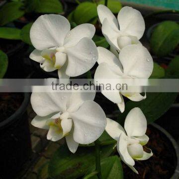 Phalaenopsis Orchid Plants flowers bloom & no flowers (CM)