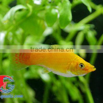 Snow White Sailfin Molly Fish for Freshwater Aquarium Tank photo-3