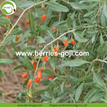 Factory Hot Sale Dried Himalayan Wolfberry photo-2