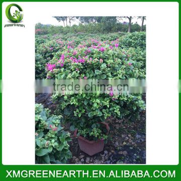 Bougainvillea spectabilis ball shape (1)