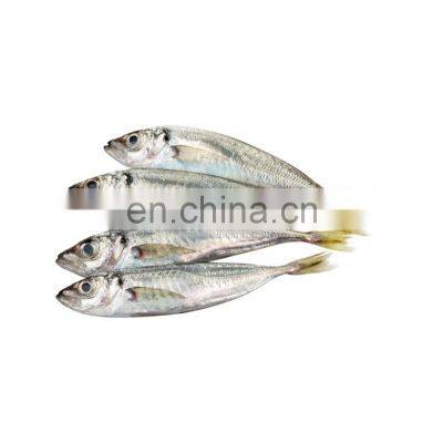 Frozen Small Eye Horse Mackerel Fish Decapterus Maruadsi photo-2