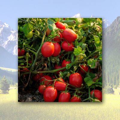 Tomato Paste In Drums photo-4