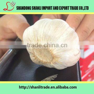 Chinese Bottled Garlic Chinese Garlic/fresh Garlic Garlic photo-4