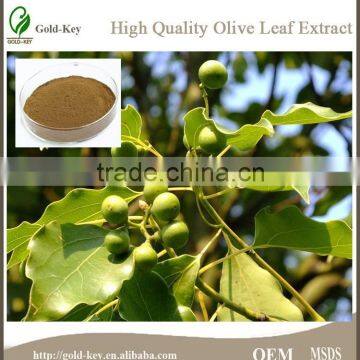 100% Natural Olive Leaf Extract Powder in Bulk