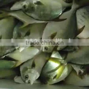 Frozen Farmed Golden Pomfret price whole round origin china