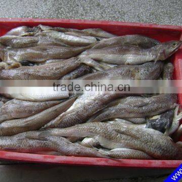 Surimi Sea Food Frozen