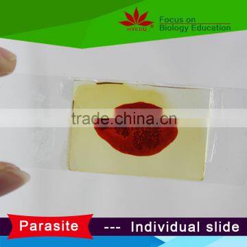Individual microscope prepared slides Medical parasite microscope slides