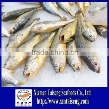 Plain packing Whole round iqf yellow croaker fish for sale