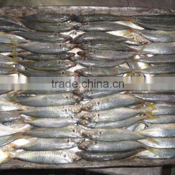 Indo Pacific Mackerel ( Short Body Mackerel) photo-3
