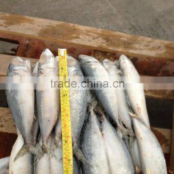 Pacific new season frozen mackerel fish on sale