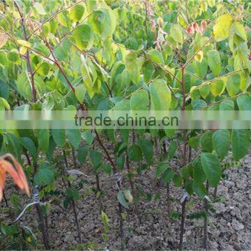 Carambola Fruit Tress Seedling
