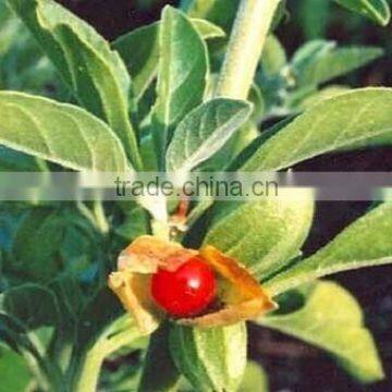 GMP Kosher Natural Aswagandha Extract Withanolides/Withania Somnifera Extract photo-2