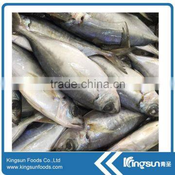 Whole sale frozen round scad fish seafood exporter in China