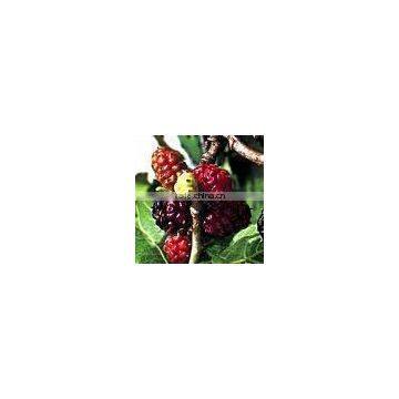 Mulberry Fruit-jory